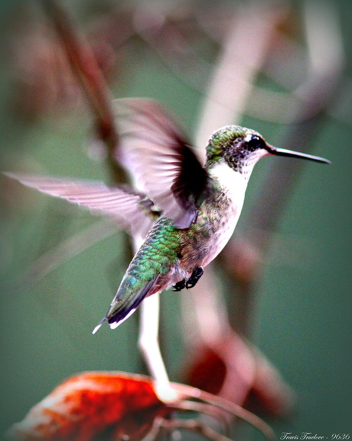 IMG_9636 - Ruby-throated Hummingbird Photograph by Travis Truelove