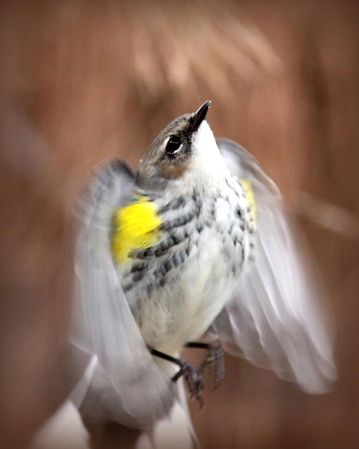 IMG_9649 - Yellow-rumped Warbler Photograph by Travis Truelove