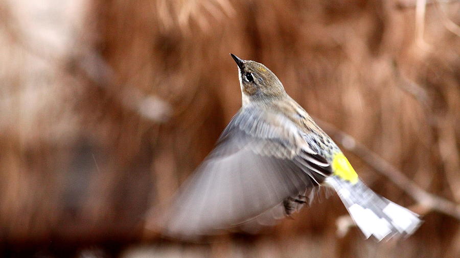 IMG_9666 - Yellow-rumped Warbler Photograph by Travis Truelove