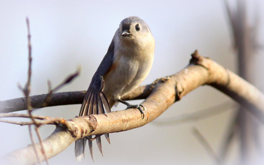 IMG_9670-002 -  Tufted Titmouse Photograph by Travis Truelove