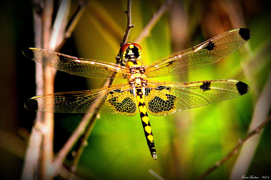 IMG_9674 - Dragonfly Photograph by Travis Truelove