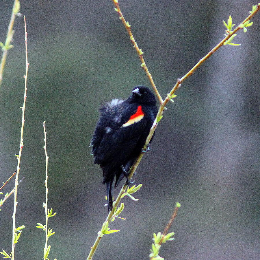 IMG_9675-001 - Red-winged Blackbird Photograph by Travis Truelove