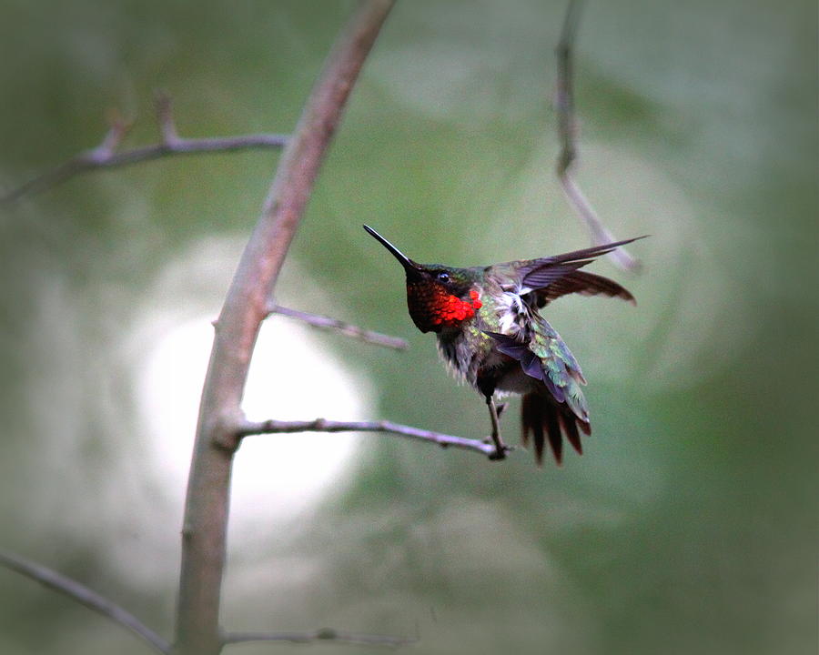 IMG_9687 - Ruby-throated Hummingbird Photograph by Travis Truelove