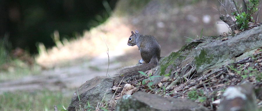 IMG_9688 - Squirrel Photograph by Travis Truelove