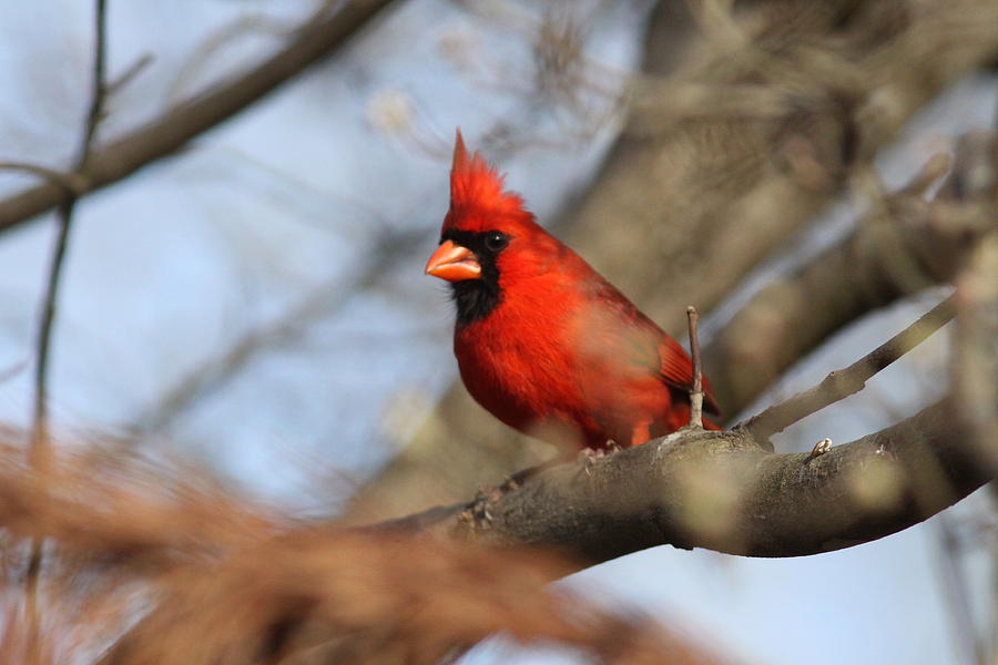 IMG_9695 - Northern Cardinal Photograph by Travis Truelove