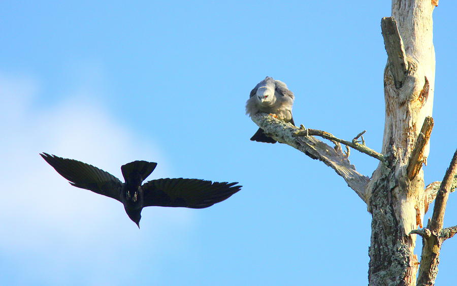 IMG_9715-005 - Mississippi Kite Crow Invasion Photograph by Travis Truelove