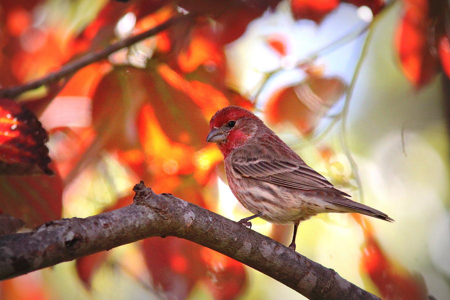 IMG_9746 - House Finch Photograph by Travis Truelove