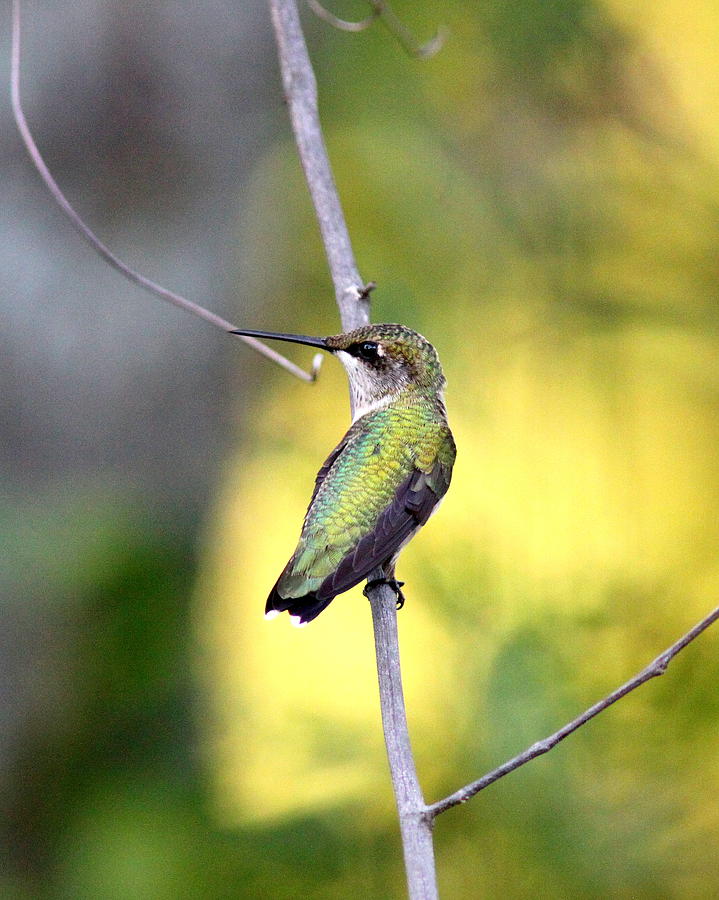 IMG_9773 - Ruby-throated Hummingbird Photograph by Travis Truelove