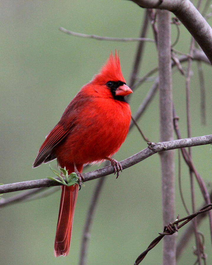 IMG_9796-004 - Northern Cardinal Photograph by Travis Truelove