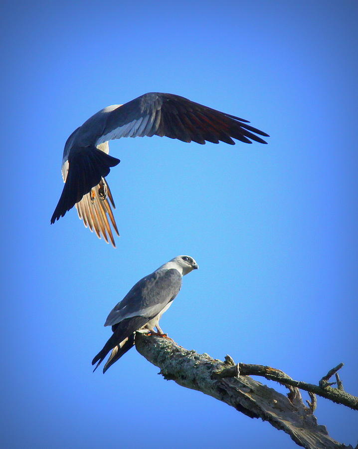 mississippi kite bird
