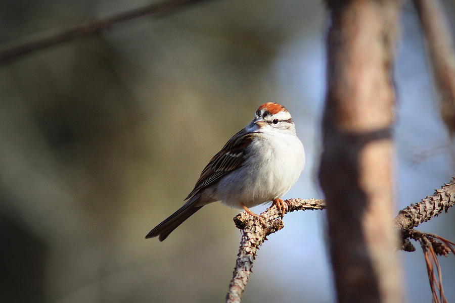 IMG_9814-002 - Chipping Sparrow Photograph by Travis Truelove