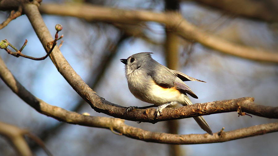 IMG_9835-002 -  Tufted Titmouse Photograph by Travis Truelove