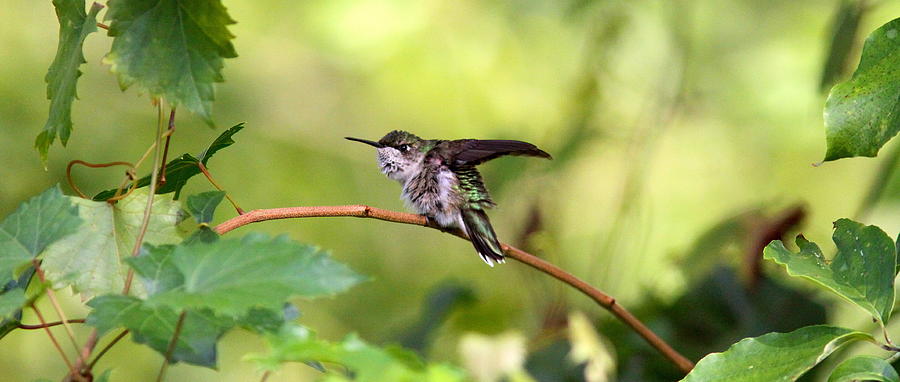 IMG_9877 - Ruby-throated Hummingbird Photograph by Travis Truelove