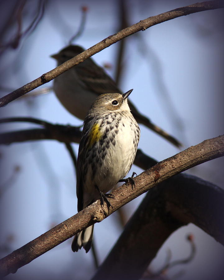 IMG_9896 - Yellow-rumped Warbler Photograph by Travis Truelove