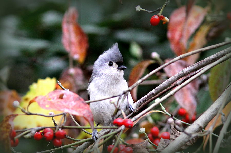 IMG_9977-004 - Tufted Titmouse Photograph by Travis Truelove