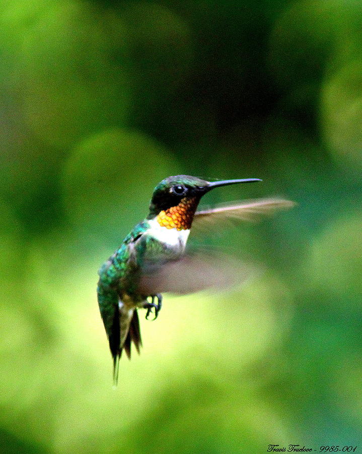 IMG_9985-001 - Ruby-throated Hummingbird Photograph by Travis Truelove