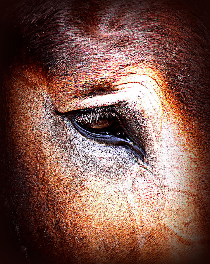 IMG_9986 - Horse Photograph by Travis Truelove
