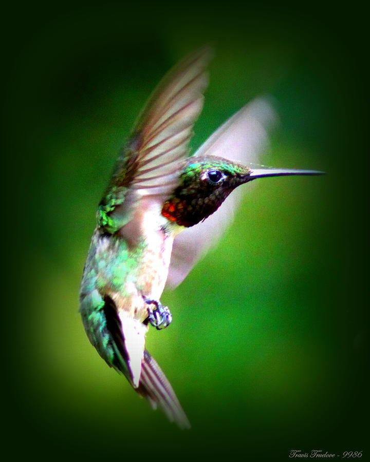 IMG_9986 - Ruby-throated Hummingbird Photograph by Travis Truelove