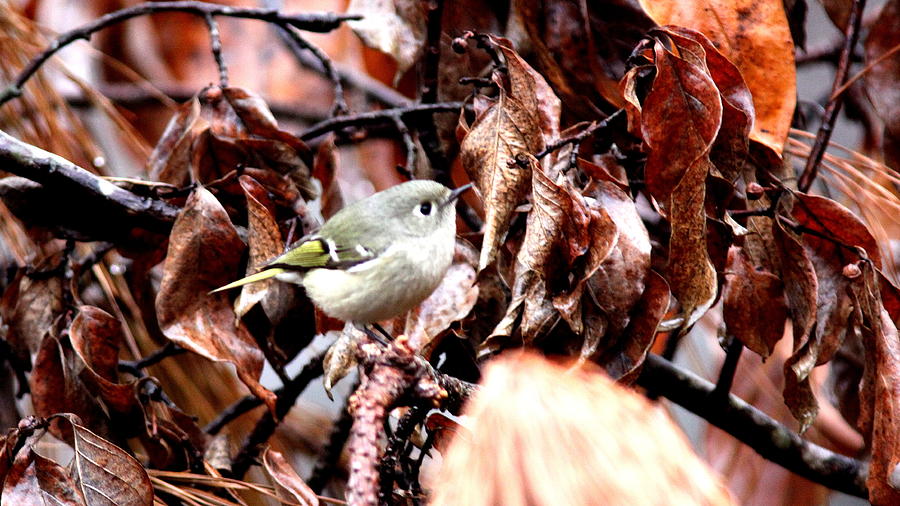 IMG_9987 - Ruby-crowned Kinglet Photograph by Travis Truelove