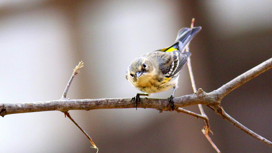 IMG_9989-003 - Yellow-rumped Warbler Photograph by Travis Truelove