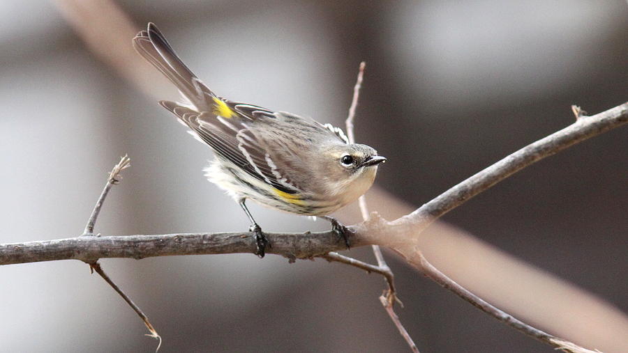 IMG_9990-001 - Yellow-rumped Warbler Photograph by Travis Truelove