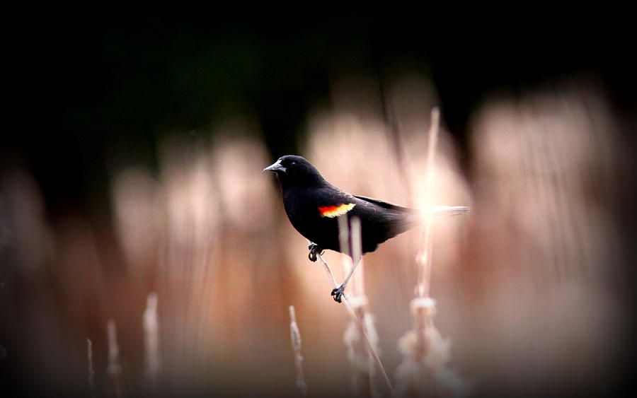 IMG_8325 - Red-winged Blackbird Photograph by Travis Truelove