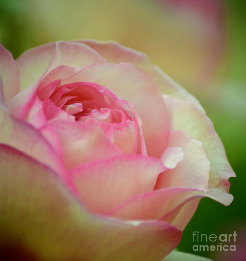 Imitation Love - Paper Rose Photograph by Debra Banks