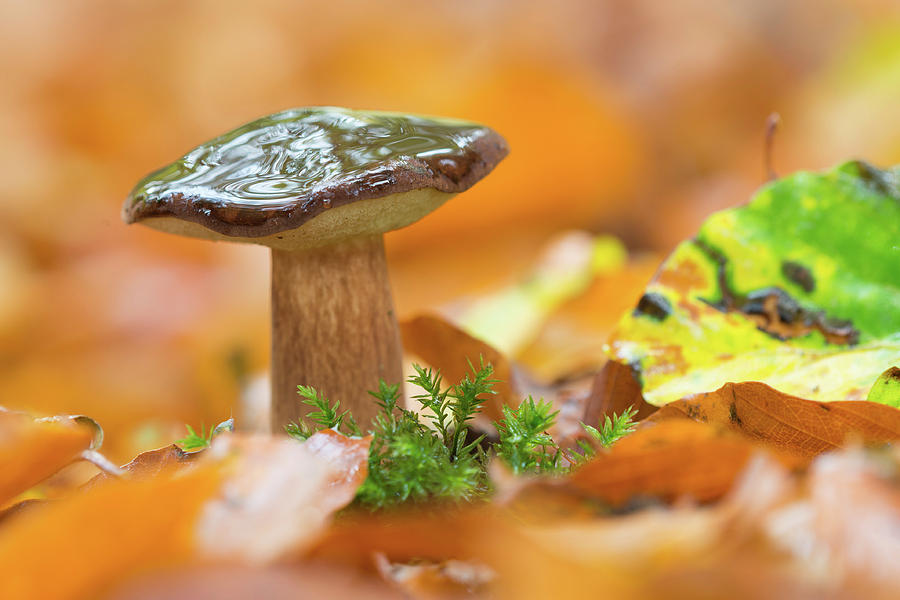 Mushroom Drawing - Imleria badia, bay bolete by McPhoto-Rolfes Bildagentur-online
