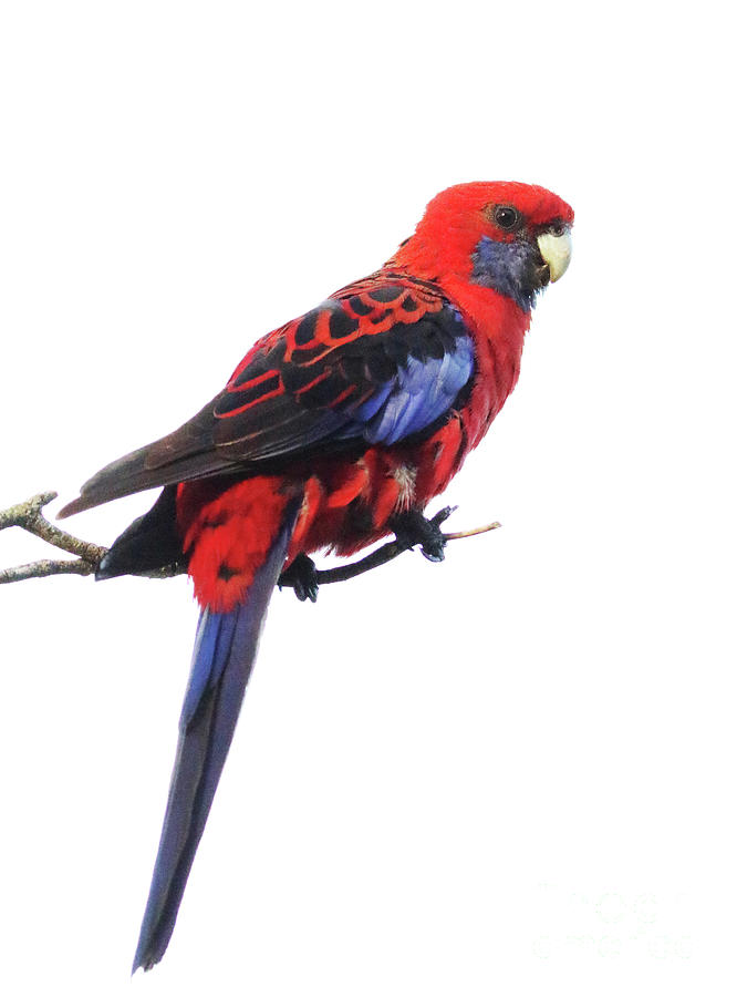 Immaculate Portrait Of Crimson Rosella Photograph by Max Allen