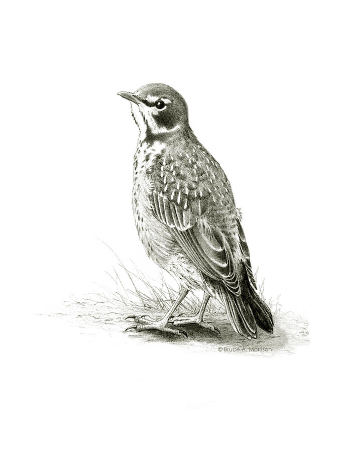 Immature American Robin Drawing by Bruce Morrison