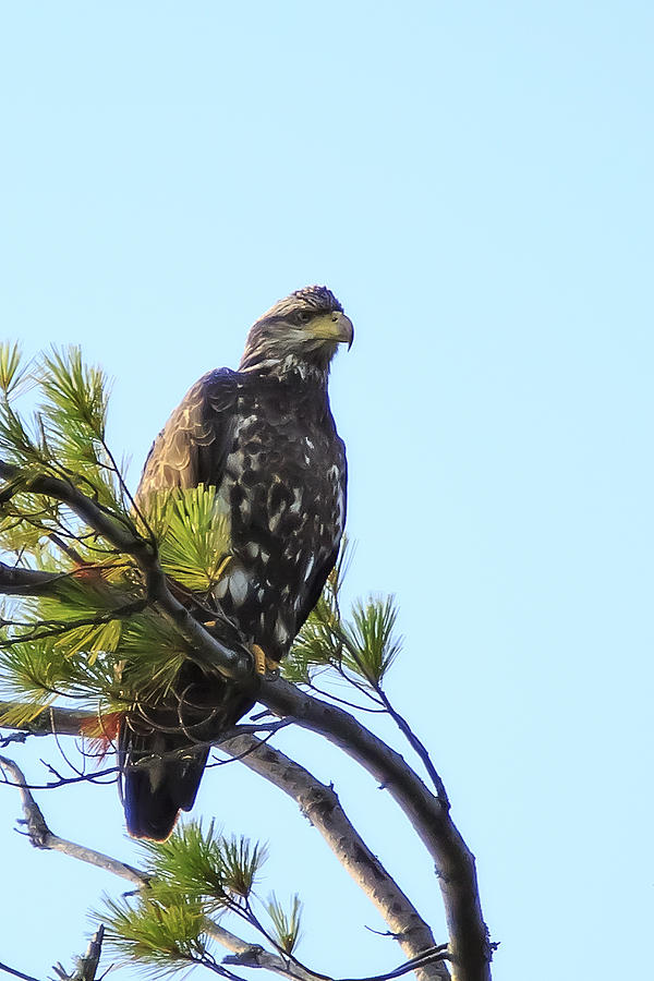 Immature Bald Eagle 1 Photograph by Vance Bell