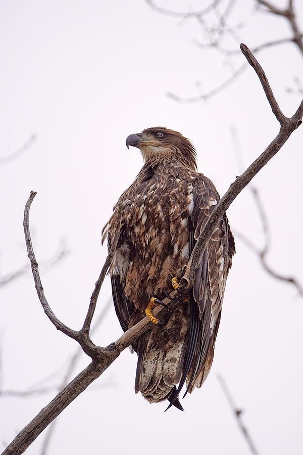 Immature Bald Eagle Photograph by Alan Hutchins - Fine Art America