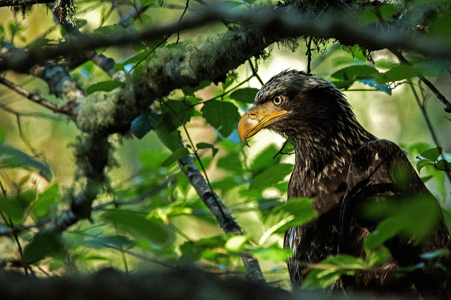 Eagle Photograph - Juvenile Bald Eagle by Bob Cournoyer