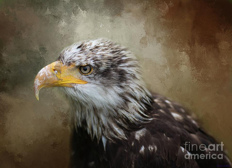 Immature Bald Eagle Photograph by Eva Lechner
