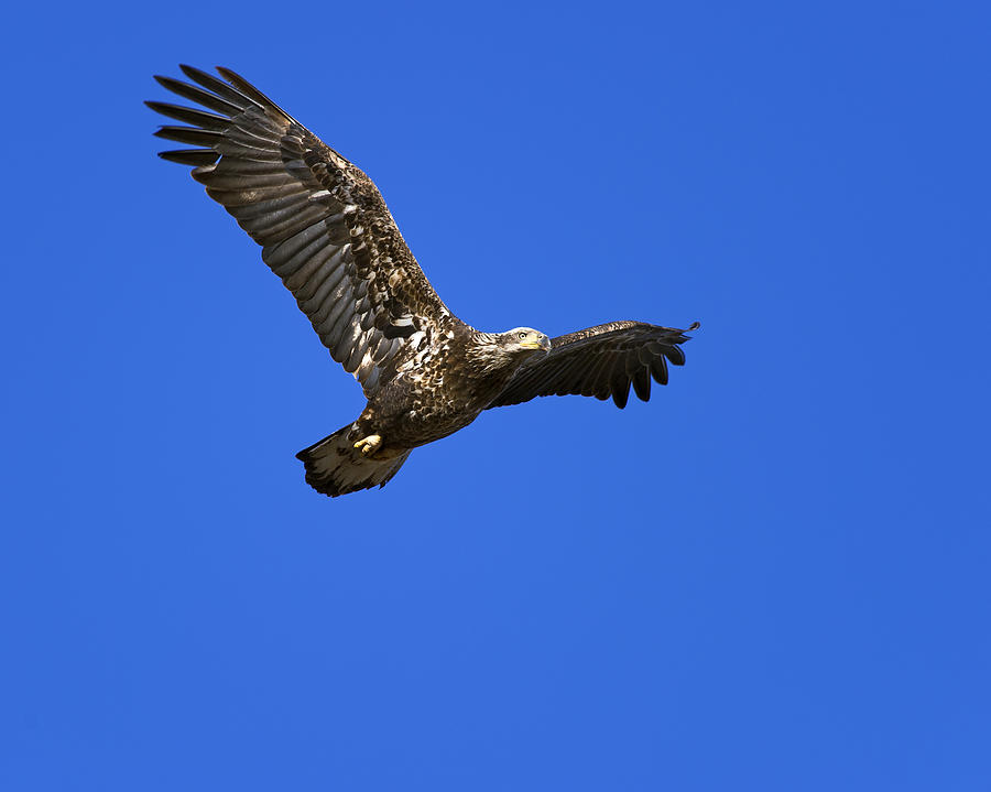 Immature Bald Eagle Fly By Photograph by Gary Langley