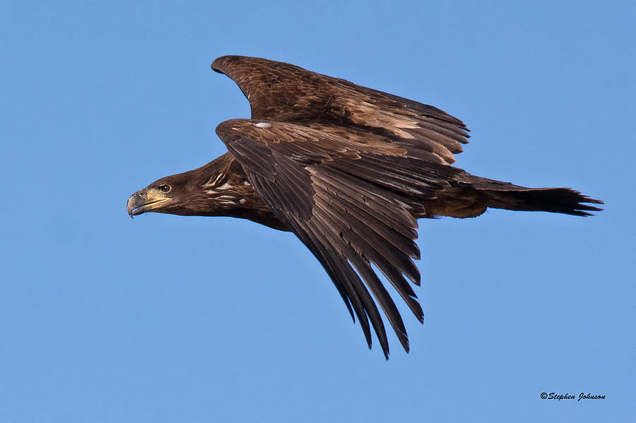 Immature Bald Eagle Fly-by Photograph by Stephen Johnson