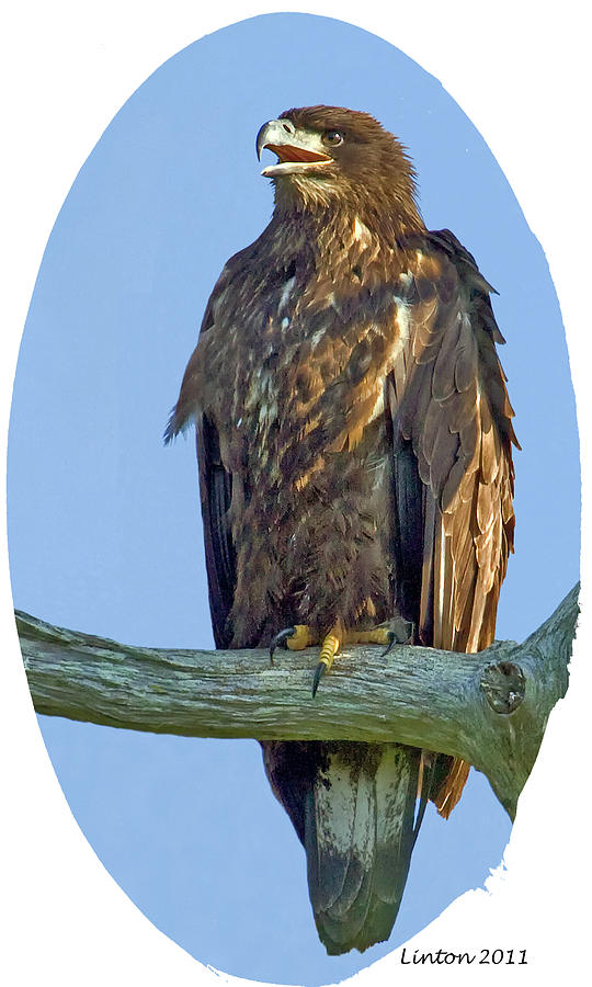 Immature Bald Eagle Photograph by Larry Linton