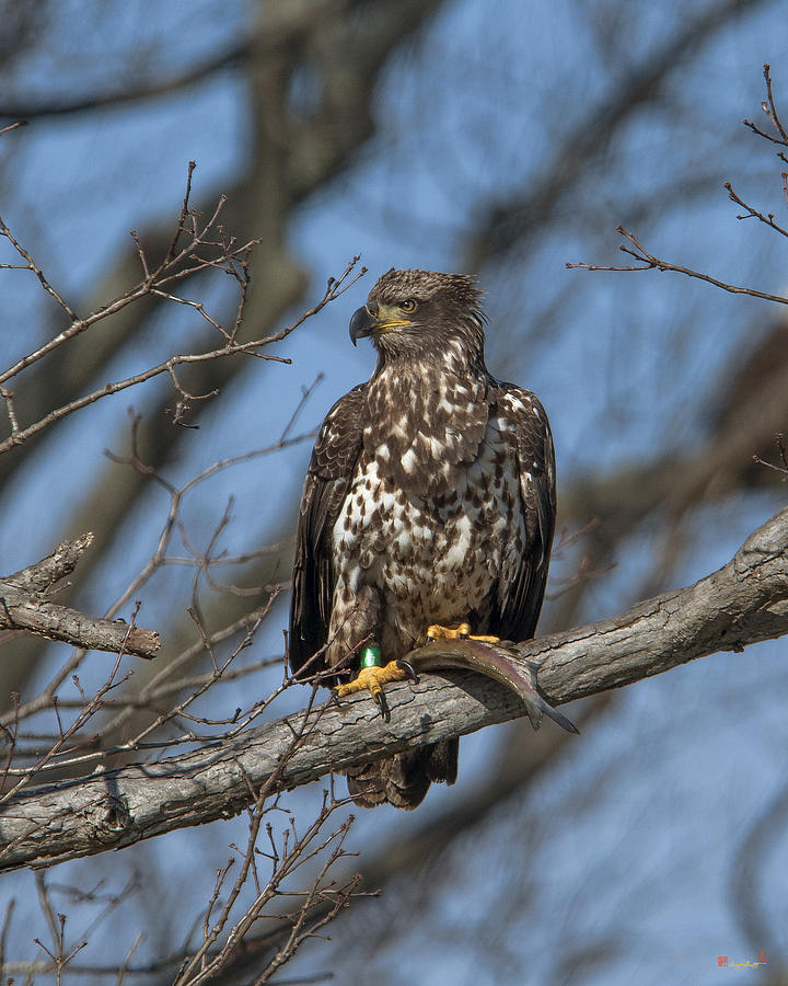 Immature Bald Eagle with a Fish DRB0212 Photograph by Gerry Gantt