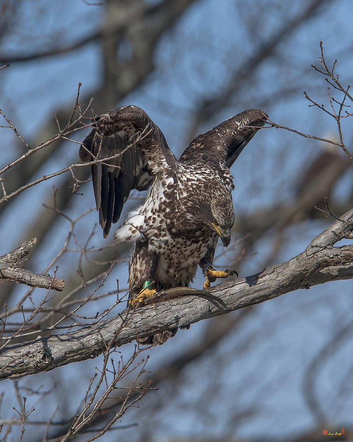 Immature Bald Eagle with a Fish DRB0216 Photograph by Gerry Gantt