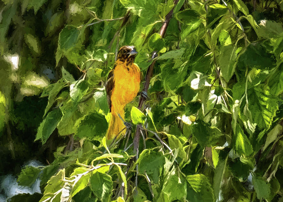 Immature Baltimore Oriole by Jorge Perez - BlueBeardImagery Immature Baltimore Oriole by Jorge Perez - BlueBeardImagery