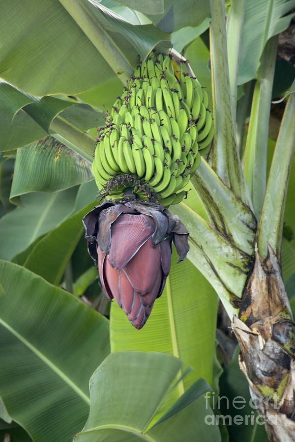 Immature Bananas Photograph by Inga Spence