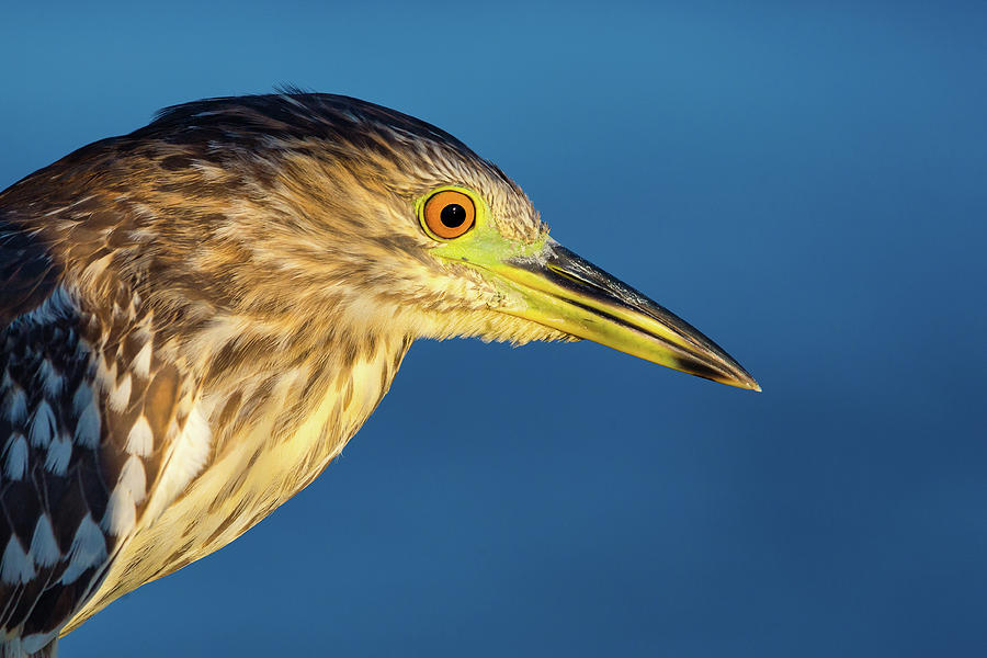 Immature Black-crowned Night Heron Photograph by Brian Knott Photography