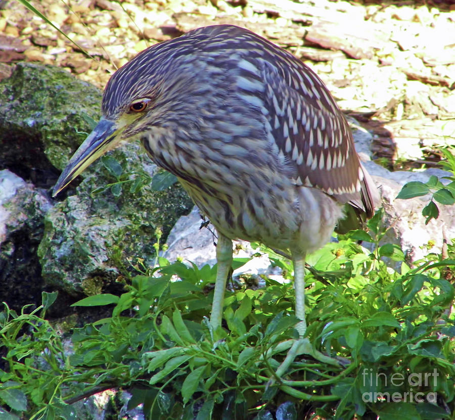 Immature Black Crowned Night Heron Photograph by D Hackett - Fine Art
