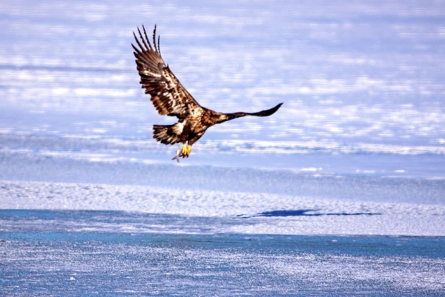 Immature Eagle Fishing Photograph by Ira Marcus
