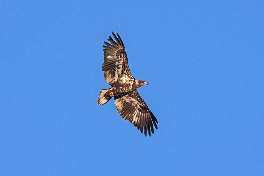Immature Eagle in Flight Photograph by Ira Marcus