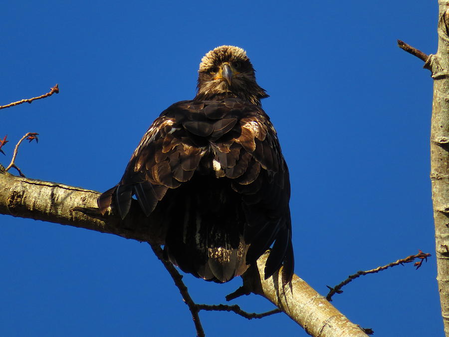 Immature Eagle Photograph by Marie Jamieson