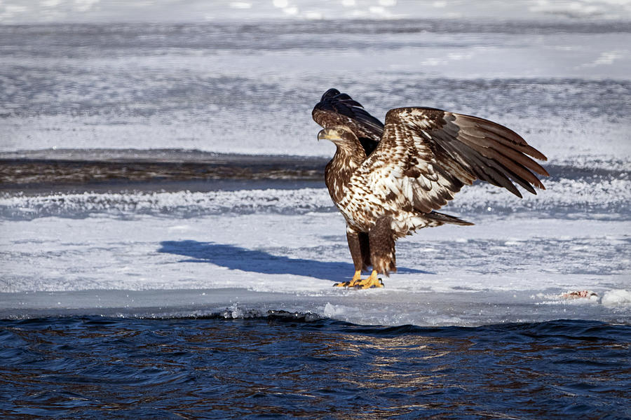 Immature Bald Eagle On Ice Photograph by Ira Marcus