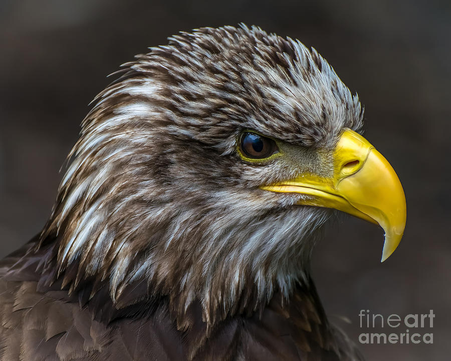 Eagle Photograph - Immature Eagle by Tim Sevcik