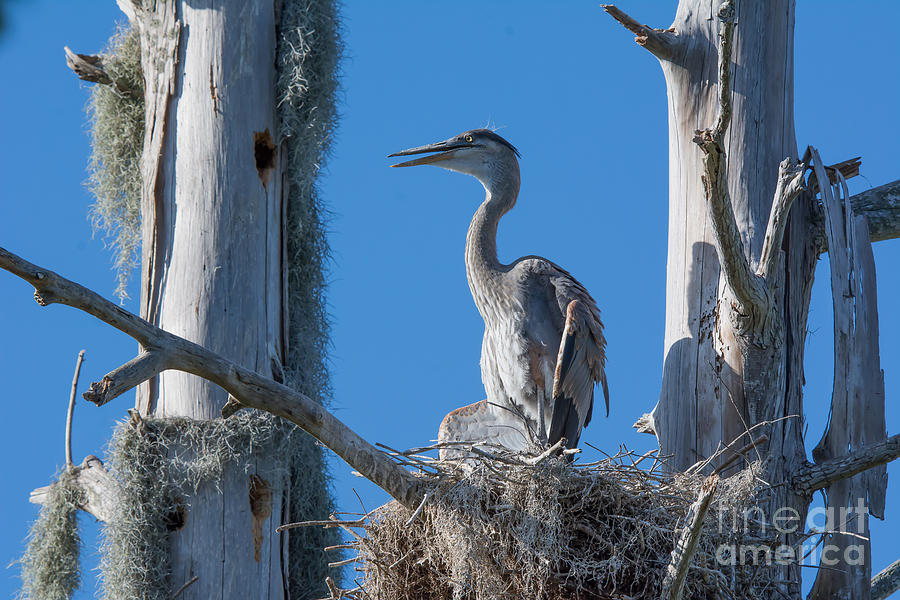Immature Great Blue Heron Photograph by John Greco