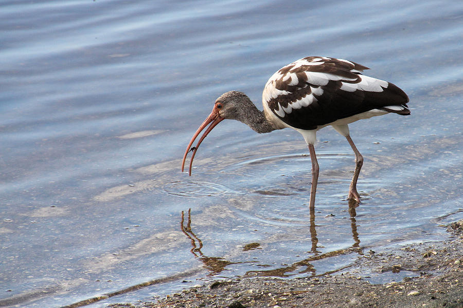 Immature Ibis with a Catch Photograph by Rosalie Scanlon